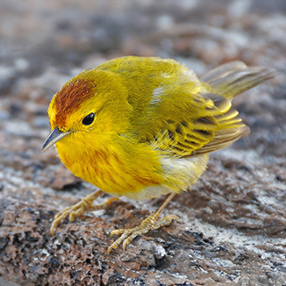 Galapagos - Isabela - Yellow warbler